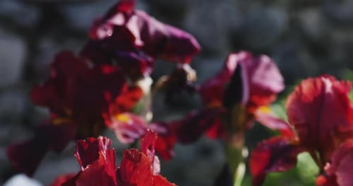 Flowering tall bearded red iris plants in sunlight in spring garden.