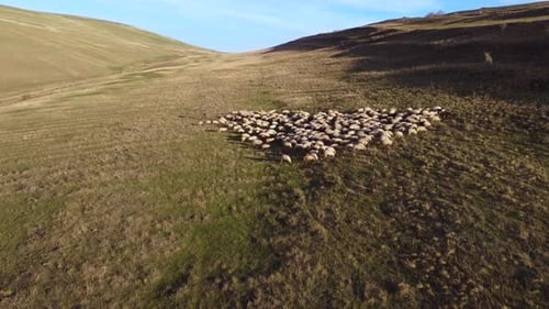 A Shepherd With A Flock Of Sheep