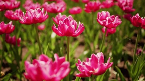 Field of Vivid Pink Tulips Sways Gently Showing Nature's Quiet Beauty