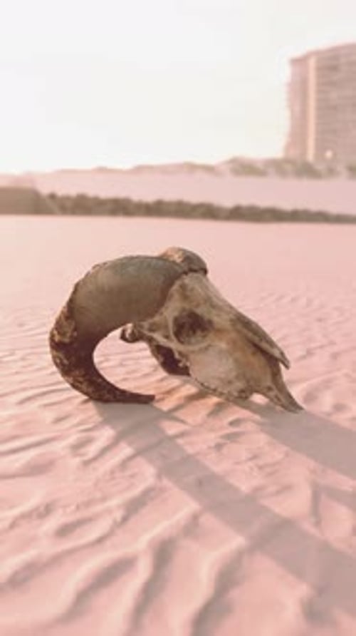 Old Ram Skull on the Beach