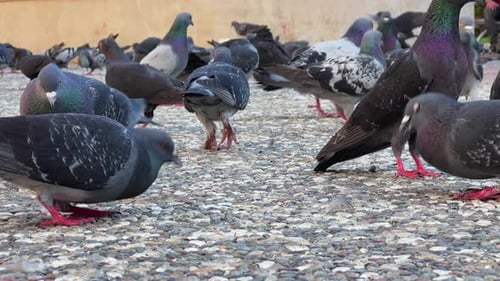 Pigeons Foraging for Food in an Urban Environment