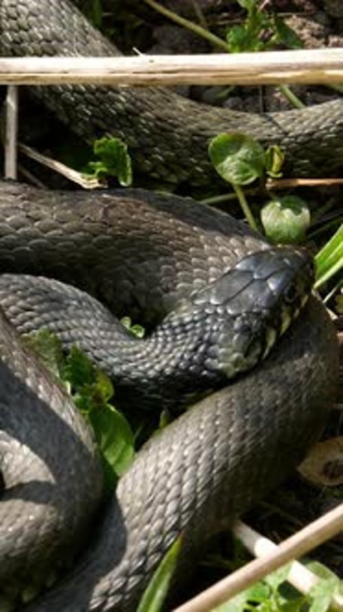 Vertical Screen Snake in European Forest