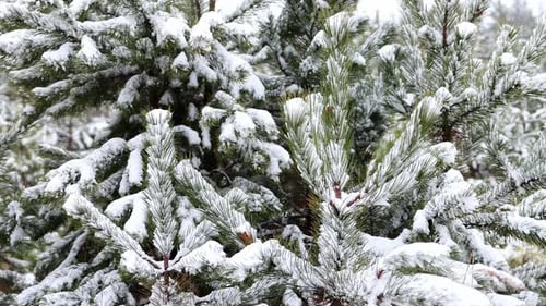 Épinettes
enneigées en cas de chute de neige. Paysage forestier hivernal fabuleux. Sapin de Noël