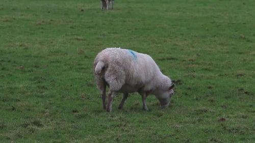A Sheep grazing in field in early Winter. Powys. Wales. UK