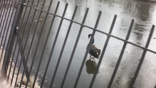 Folgeansicht eines schwarzen Schwans, der im Winter auf einem gefrorenen Fluss zum Wasser mit wunderschöner Sonne spaziert