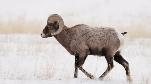 Bighorn sheep grazing in the Winter in Montana