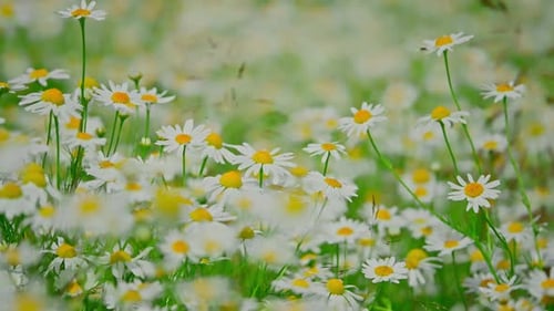 Chamomile Flowers on a Sunny Day