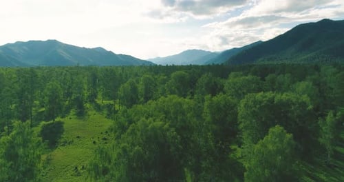 Aerial View Low Flight Above Evergreen Pine Tree Landscape with Endless Mountain Forest at Sunny