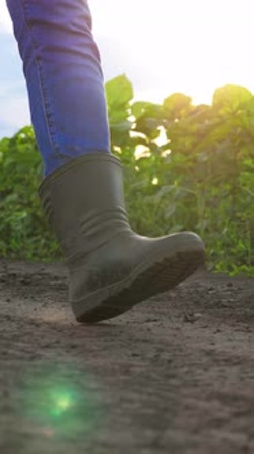 Legs of Farmer in Agricultural Field Rubber Boots for Protection From Dirt Closeup Vertical Video