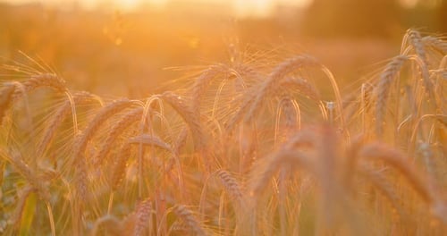 Amazing Magic Golden Sunlight on Field of Wheat