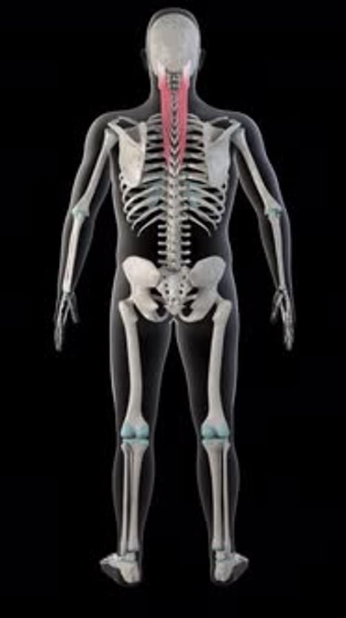 Rotating 3D Human Skeleton Showing Cervical Muscles