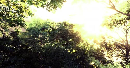 Bright Sunlight Filtering Through Lush Green Tree Canopies in a Forest