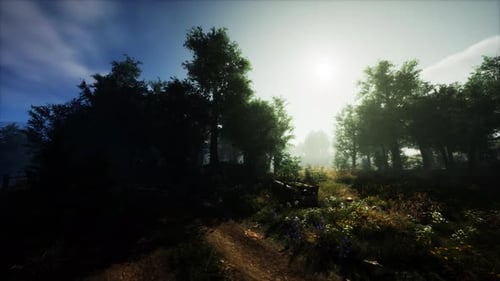Forest in Autumn Morning Mist
