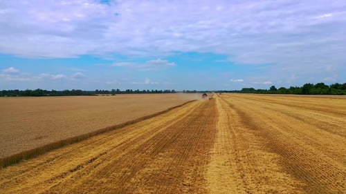 Spectacular front view of a combine harvester harvesting wheat. Yellow dry wheat on the field.