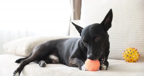 Adorable dog chewing toy ball on sofa at home