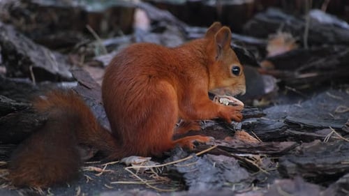 Squirrel Eating a Nut in the Forest