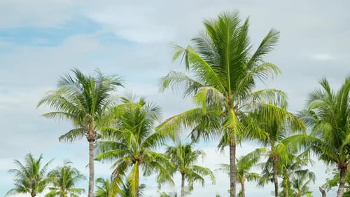 Coconut Palms Trees Swaying In Slow Motion Against Cloudy Sky. Beach on tropical Hawaii island