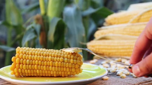 Boiled corn in nature. Close-up.