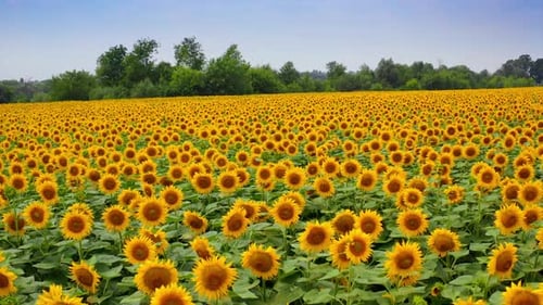 Vast Sunflower Field in Bloom Under Daytime Sky