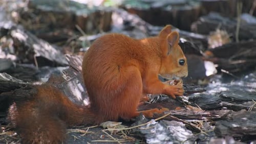 Red Squirrel Eating a Nut in Summer Forest