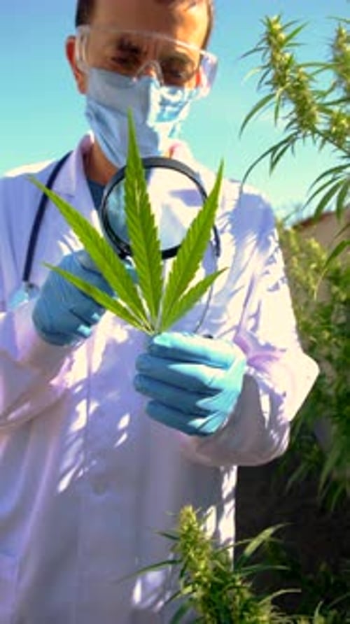 Ein Arzt, der eine medizinische Cannabisstudie mit selektivem Fokus durchführt