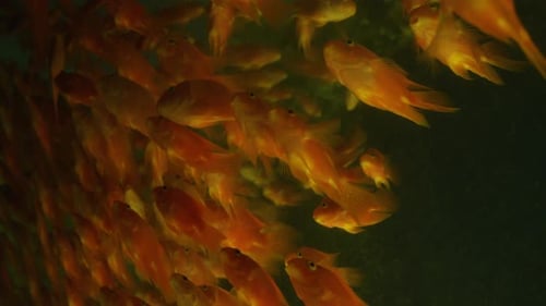 Eine große Gruppe roter Fische schwamm in eine Ecke in einem Aquarium.