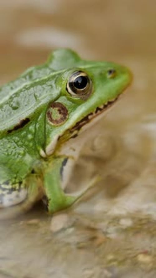 Nahaufnahme eines grünen Froschauges, detailliert im Wasser, vertikales Video