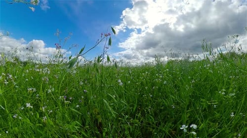 Paisaje con pradera de verano