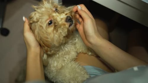 Affectionate Owner Cuddles Small Dog on Lap Indoors
