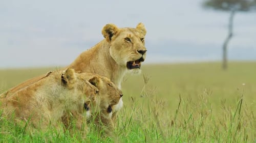 Powerful Lioness Pride Surveying The Vast Golden African Savanna Horizon