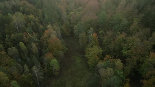 Vue aérienne. Forêt au coucher du soleil. Soleil révélateur. fusées éclairantes