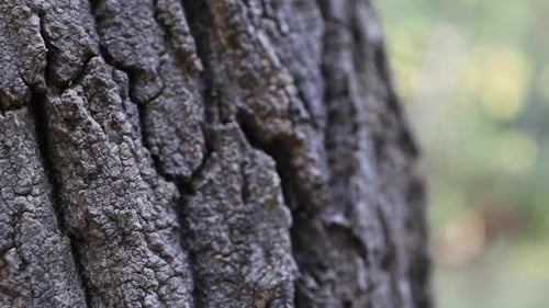 Detailed Tree Bark Texture Close Up