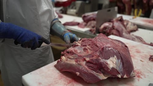 Cow meat filet being separated by a worker with a knife at a meat processing plant, Close up shot