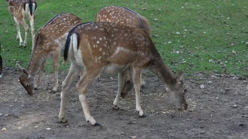 Deer Grazing Peacefully in Lush Green Meadow