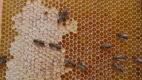 Nectar beekeeping insects working. Bee making sweet honey macro shot.