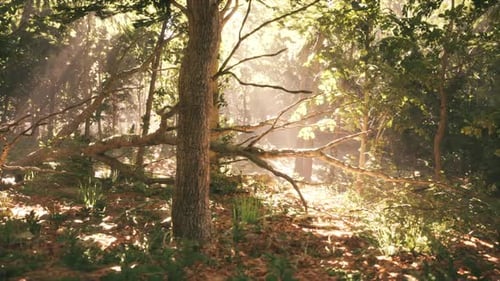 Sunlight Filtering Through Trees in a Serene Forest During Daytime Exploration