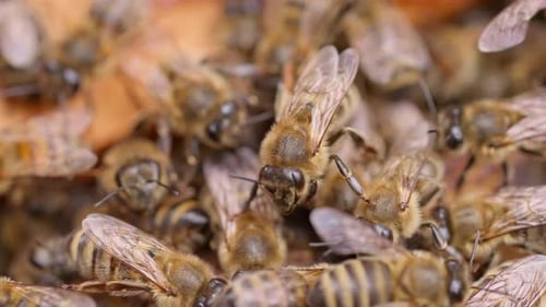 Close Up of Swarming Honeybees on Honeycomb