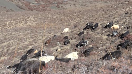 Mountains goats grazing on a hillside in Nepal.