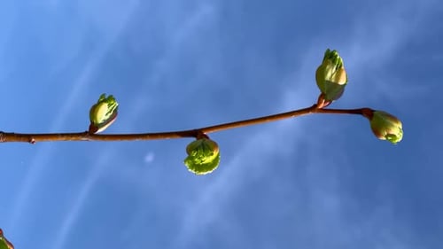 Spring Blossoming Buds on a Tree Branch