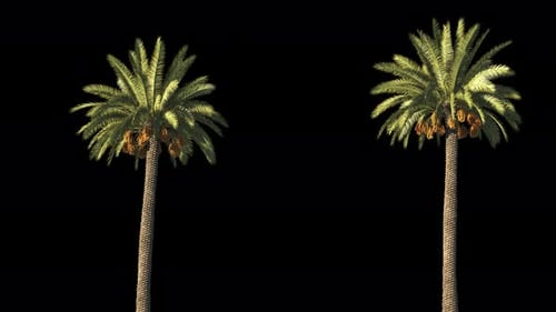 Vacation on a tropical island in the ocean with palm trees