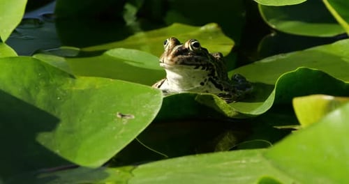 Ein Sumpffrosch (Pelophylax ridibundus) auf einem Seerosenblatt, Südfrankreich