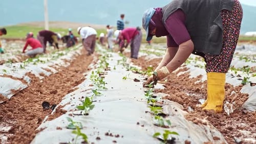 Workers Planting Peppers