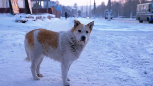 Stray Dog in the Winter on the Snow on a City Street