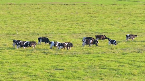 Herd of Dairy Cattle Grazing in Pasture Field Milk Cows on Green Farm Grassland in Florida