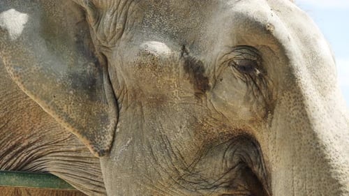 Weathered Elephant Skin Deep Set Eye Revealing Years of Wilderness Experience in Natural Savanna