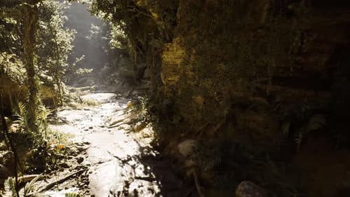 Walking a Sunny Jungle Path Through Dense Foliage