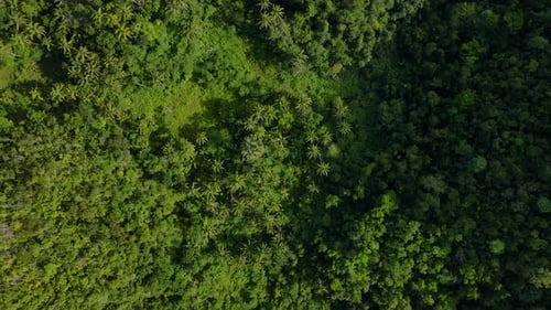 Aerial drone fly top down above green lush tropical jungle forest vegetation leaves full mother eart
