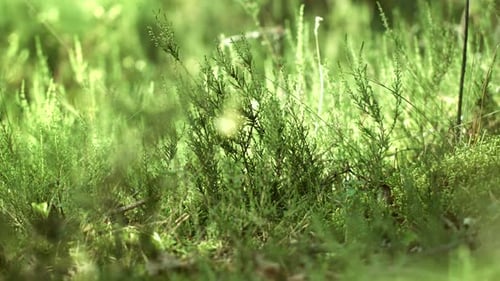 Grasdecke im Wald. Dickes Dickicht aus grünem Gras im Sommerwald