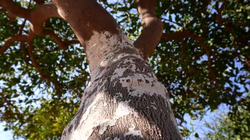 Ants Moving On The Tree