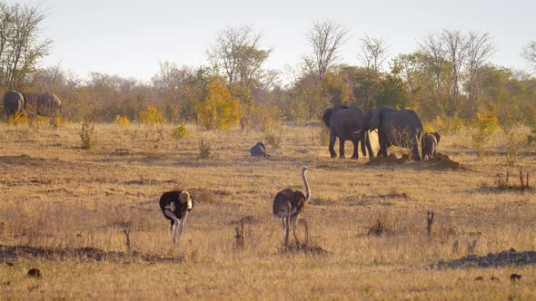 Ostrich and Elephants Walking in the wild, Africa, Nature Stock Footage ...